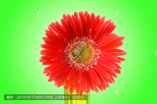 鮮花與漸變背景
