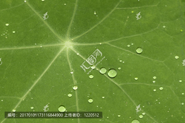 水滴的綠葉