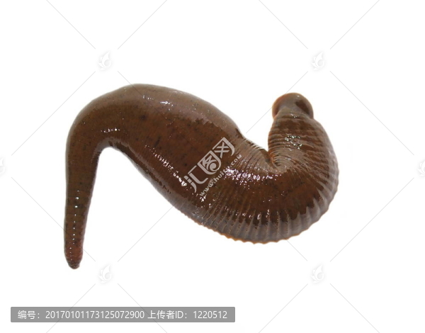 醫(yī)用水蛭，孤立在白色
