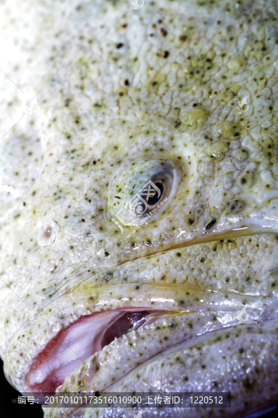 在焙燒多寶魚