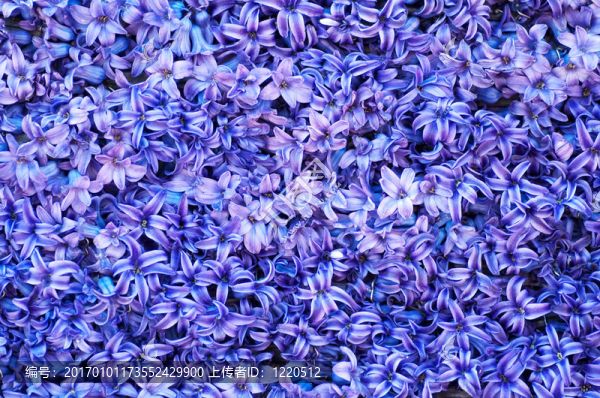 紫色的花