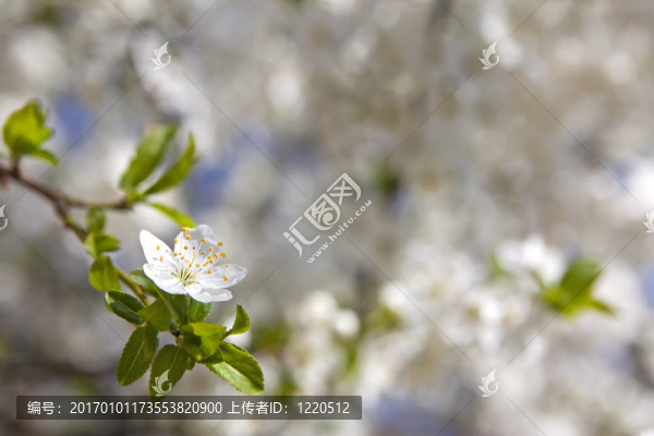 櫻花