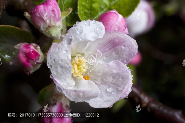 暴雨后的蘋果花