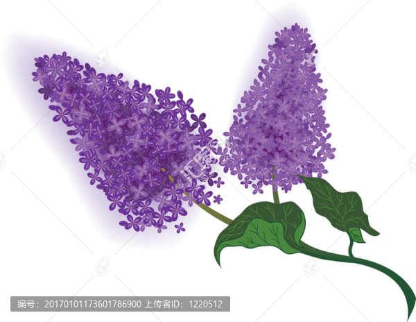 丁香花