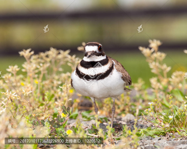 小水鳥鳥捍衛(wèi)它的巢-匯圖網(wǎng) www.fosd68.com 小水鳥鳥捍衛(wèi)它的巢