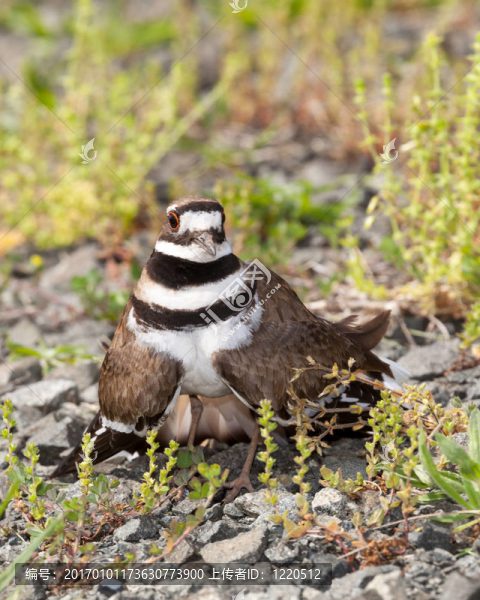 小水鳥鳥捍衛(wèi)它的巢