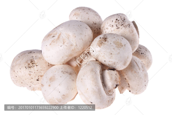 蘑菇；白蘑菇；