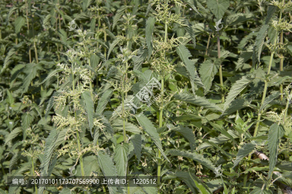 蕁麻的背景