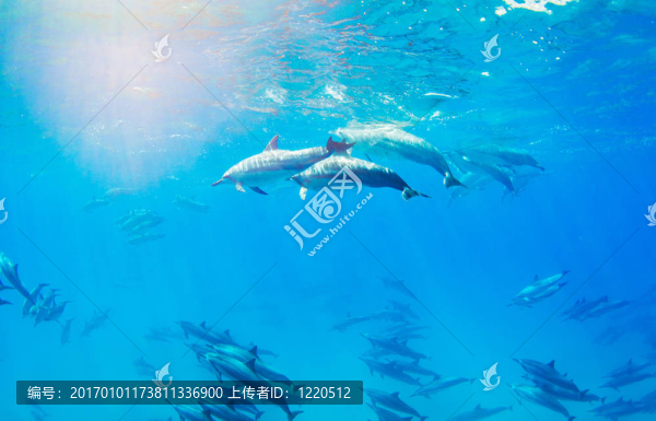 海豚在水下游泳