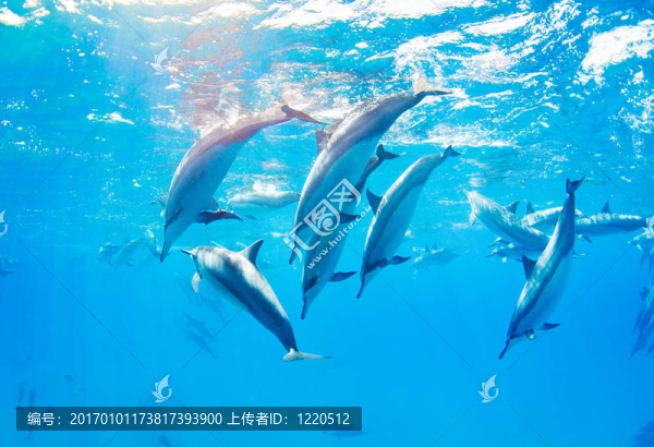 海豚在水下游泳