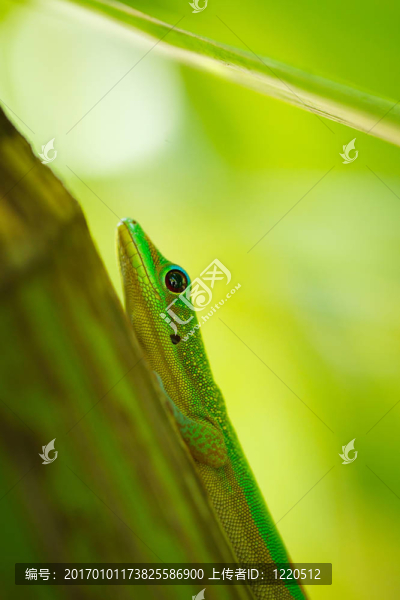 蜥蜴