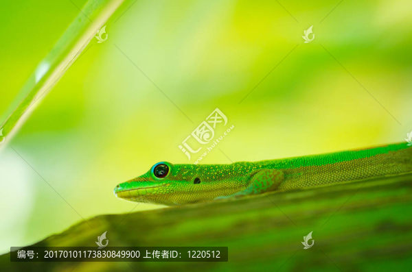 蜥蜴