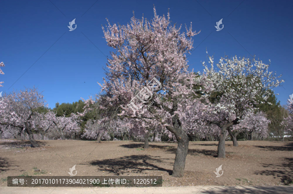 杏仁樹12
