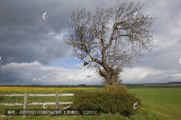 多云的春天的風(fēng)景