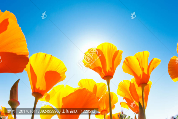 春天的花朵