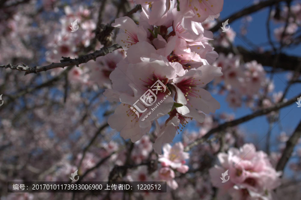 杏仁樹05