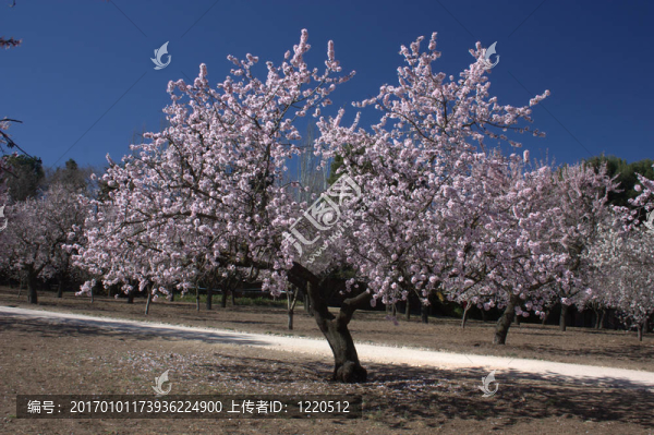 杏仁樹03