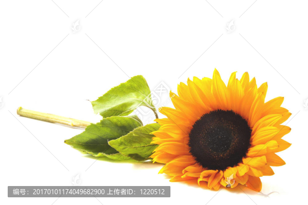 可愛(ài)的向日葵