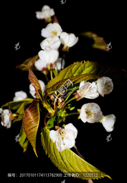 櫻花