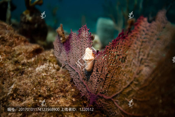 火烈鳥舌頭紫海扇