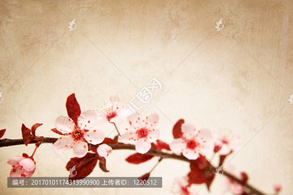 櫻花背景