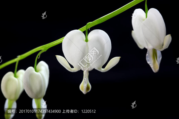 流血的心的花