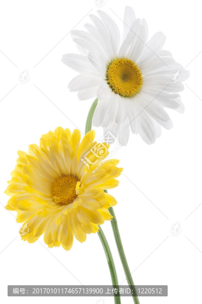 雛菊