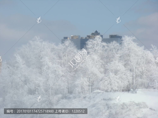 白雪覆蓋的樹木