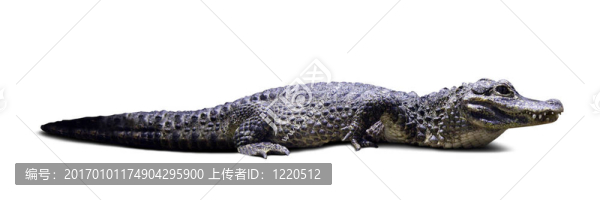 揚子鱷。孤立的白色