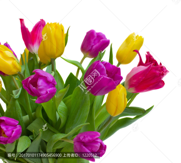 郁金香花束