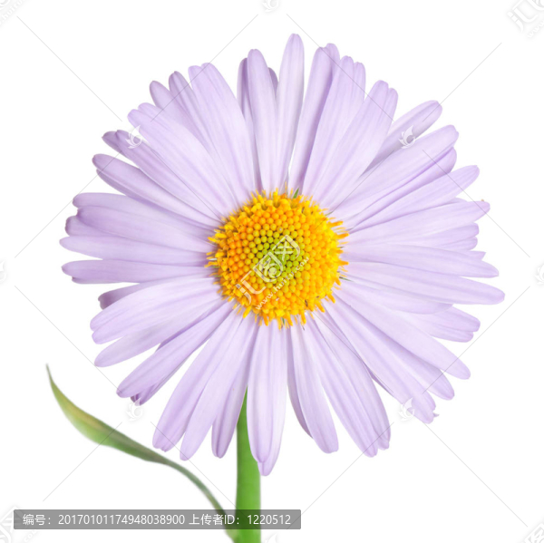 camomiles花孤立在白色背景