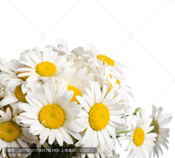 野生camomiles花束
