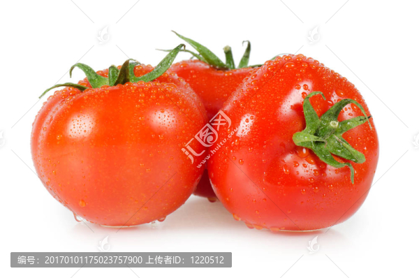 白底紅番茄