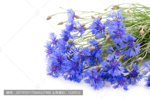 美麗的藍(lán)色矢車菊