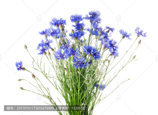 美麗的藍色矢車菊
