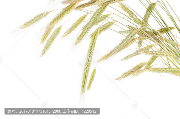 白鮮小麥