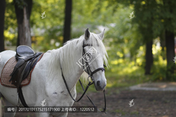 馬具中的馬