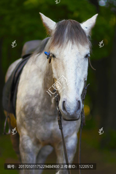 馬具中的馬