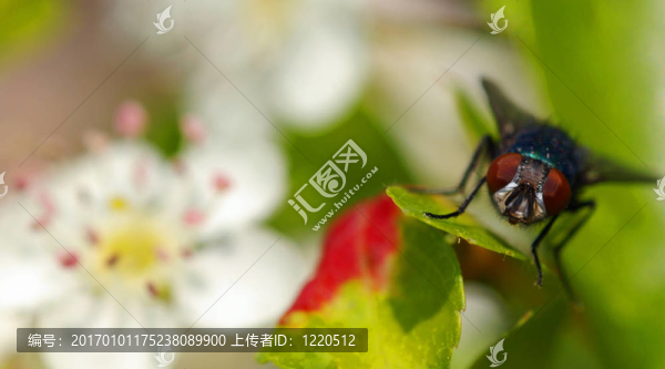 在蘋果葉上飛翔