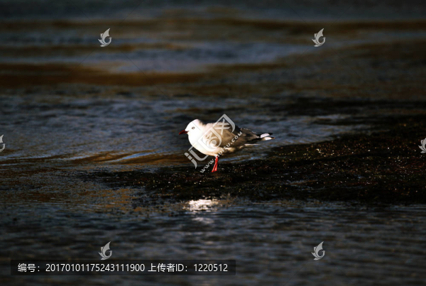 海鷗