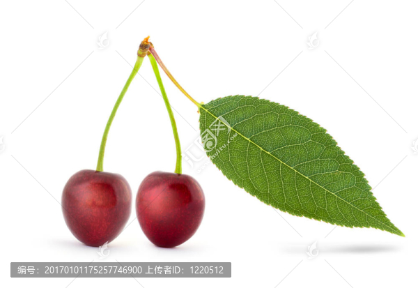 菜豆