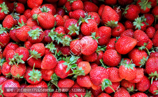 海Strawberry