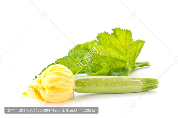 西葫蘆花