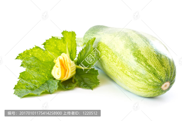 西葫蘆花
