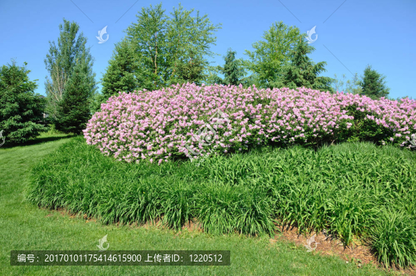 后院的園林綠化