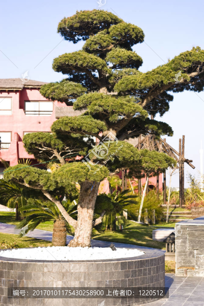 亞洲樹