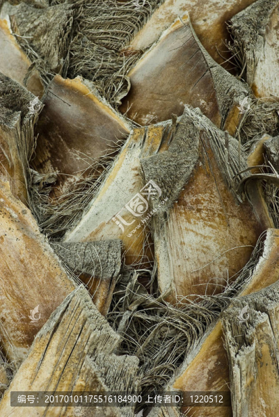 棕櫚樹的紋理