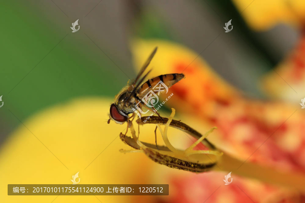 食蚜蠅