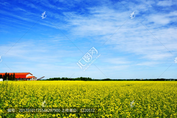 農(nóng)田；油菜或油菜田