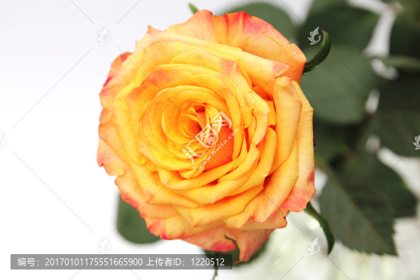 一朵玫瑰